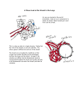 A Closer Look at the Alveoli in the Lungs