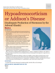 hypoadrenocorticism_or_addison`s_disease