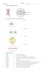 Mitosis quiz