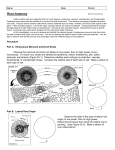 Root – Stem – Leaf Lab