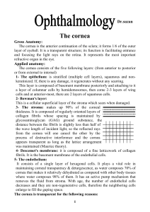 The cornea