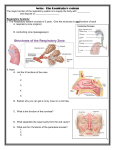 Respiratory Notes -- Anatomy
