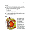 Eyelid Anatomy and Evaluation
