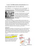 Lesson 3: Cell Differentiation and Specialization (1