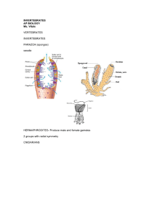 invertebrates notes