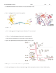 Nervous System Review Sheet