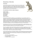 Rat Anatomy - Head, Thoracic, and Abdominal Organs