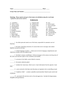 Brain Parts Matching Review - District 196 e