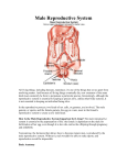 Male Reproductive System