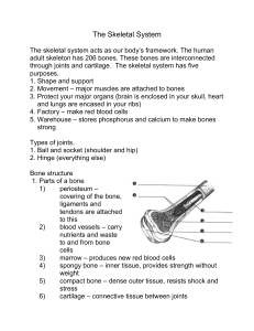 The Skeletal System