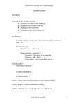 Urinary System