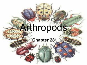 Arthropods