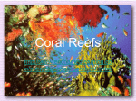 Coral Reefs - hrsbstaff.ednet.ns.ca