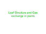 Leaf structure and gas exchange