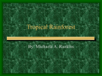 Tropical Rainforest - Middletown Public Schools