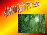 AmazonRainforest