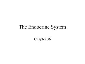 endocrine glands