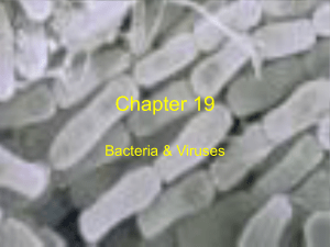 Ch19bactandvir2008 - Fredericksburg City Schools