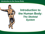 The Skeletal System PPT BEST