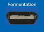 Fermentation - cloudfront.net