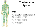 Introduction_to_nerv..