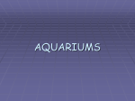 NOTES_aquarium_16 1