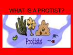 what is a protist?