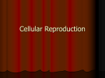 Cell cycle and mitosis PowerPoint