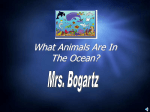 What`s In The Ocean?