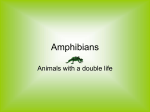 Why amphibians breathe through their skin