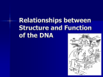 Relationships between Structure and Function of the DNA _AP_