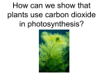 How can we prove that plants use carbon dioxide in photosynthesis?