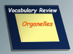 Vocabulary Review organelles