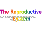 Reproductive