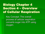 Biology Chapter 4 Section 4 – Overview of Cellular Respiration