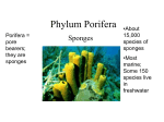 Phylum Porifera