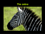 The zebra Description