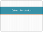 Cellular Respiration