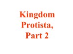 Kingdom Protista, Part 2