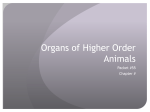 Organs of Higher Order Animals
