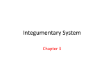 Integumentary system - respiratorytherapyfiles.net