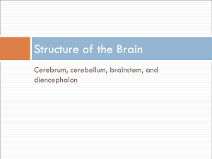 Brain Anatomy PPT
