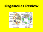 to view the slides on the Organelles and their Functions