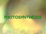 Photosynthesis - ABC-MissAngelochsBiologyClass