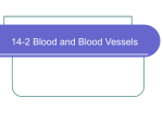 14-3 Blood and Blood Vessels