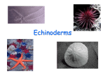 Echinoderms