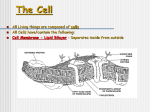 The Cell - Biology Junction