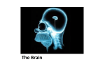 The Brain - cloudfront.net