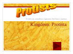 PowerPoint Presentation - Kingdom: Protista