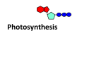 Chapter 10 Photosynthesis